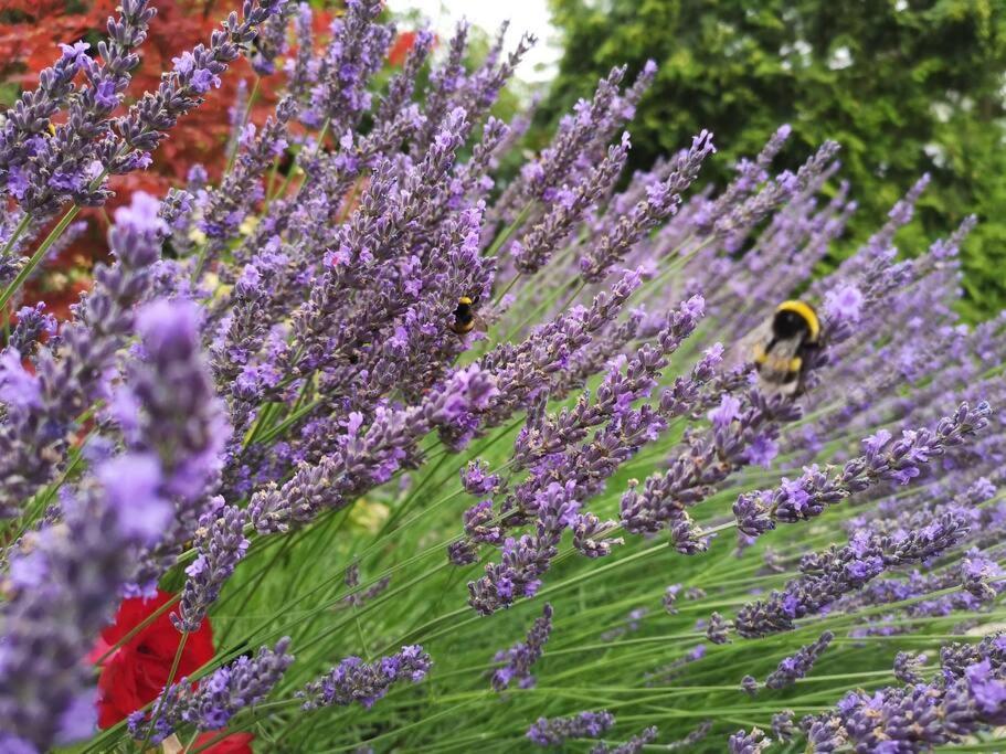 Ferienwohnung Lavendel Waren  Eksteriør bilde